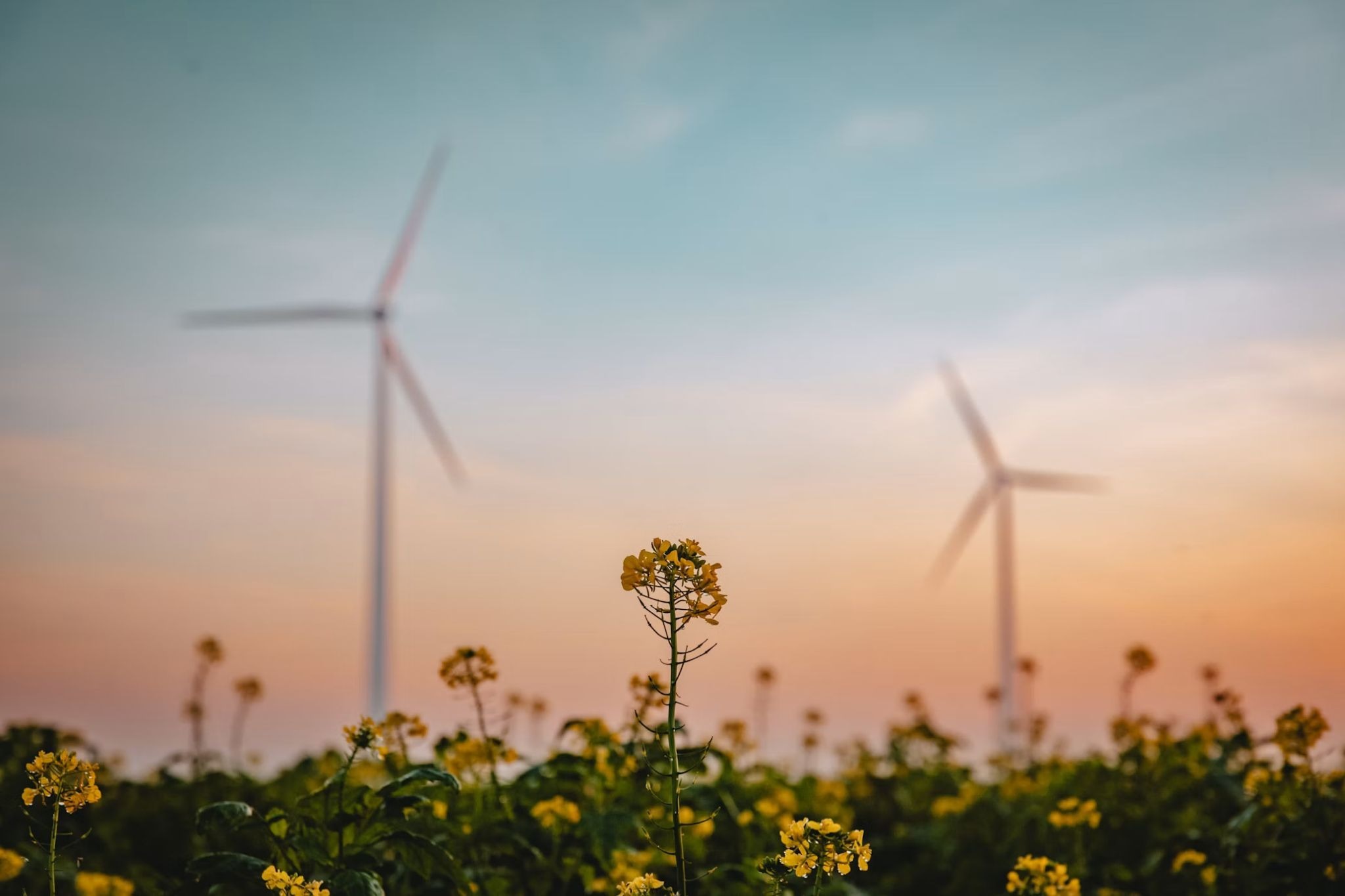 Wind turbines operating across a field